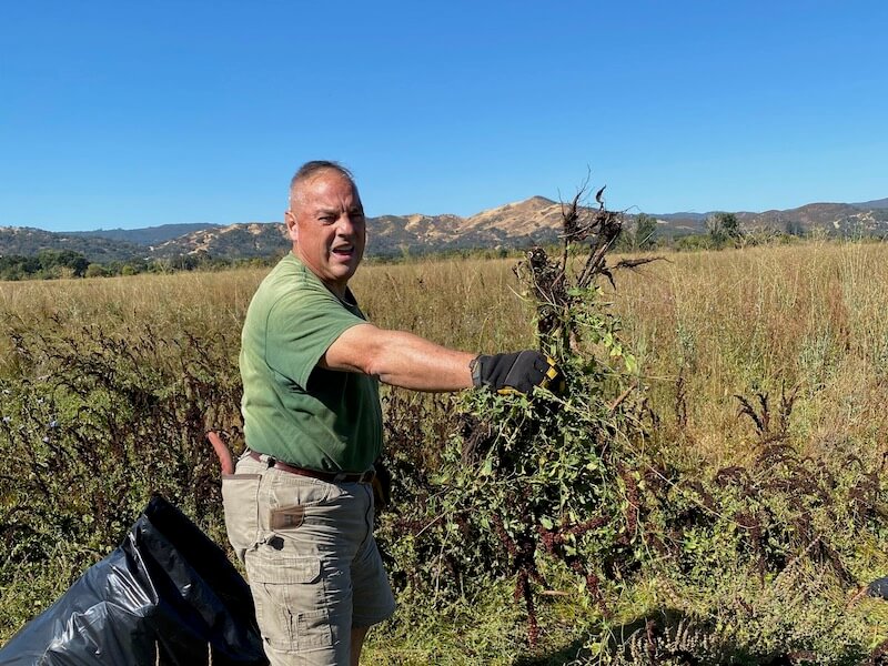 Pulling Rumex (curly dock) at the Wright Wetlands Preserve