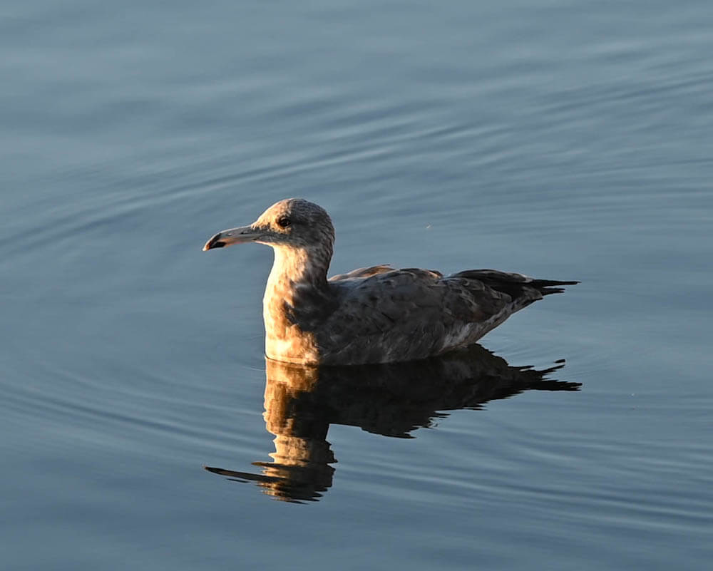 Bird floating on water
