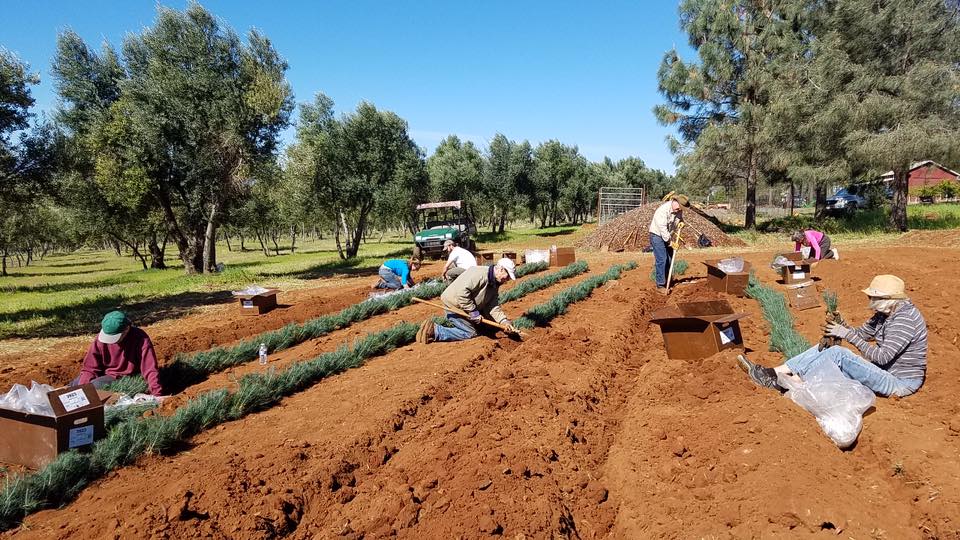 LCRCD board members heeling in 20,000 ponderosa pine seedlings for sale next winter