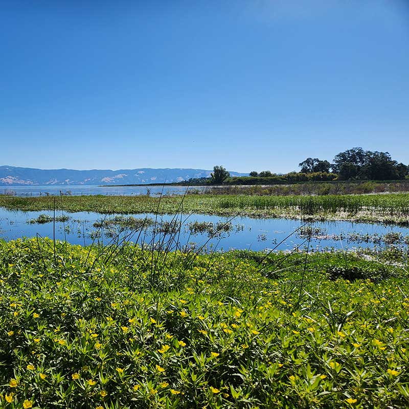 4.-Kuhlanapo-Sqr lake and green plants