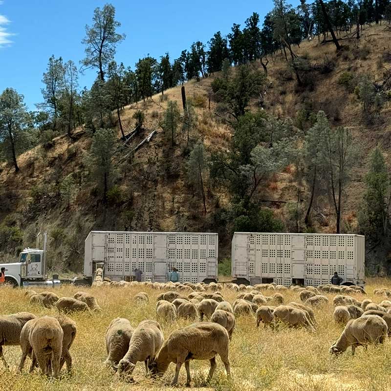 Grazing-Sheep Grazing-Sheep