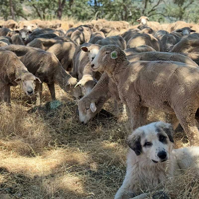 Grazing-with-Dog Grazing sheep with dog.