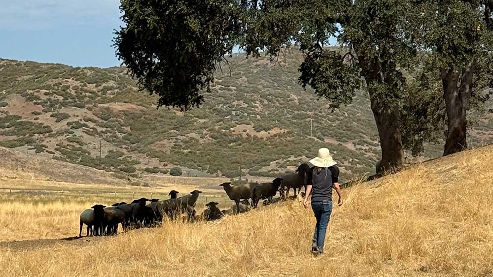 Conservation-Technical-Assistance grassy hill, cows and oak tree