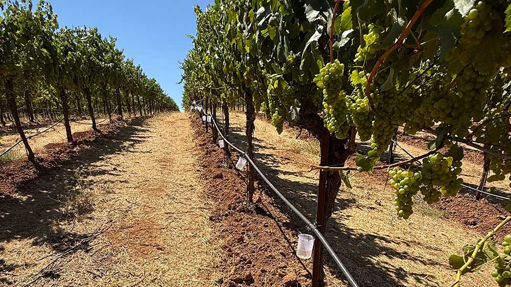 On-farm-Water-Conservation vineyards row